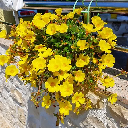 Soldinn Привлака