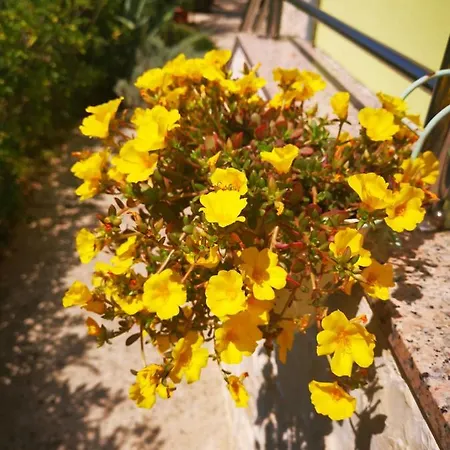 Soldinn Privlaka (Zadar)