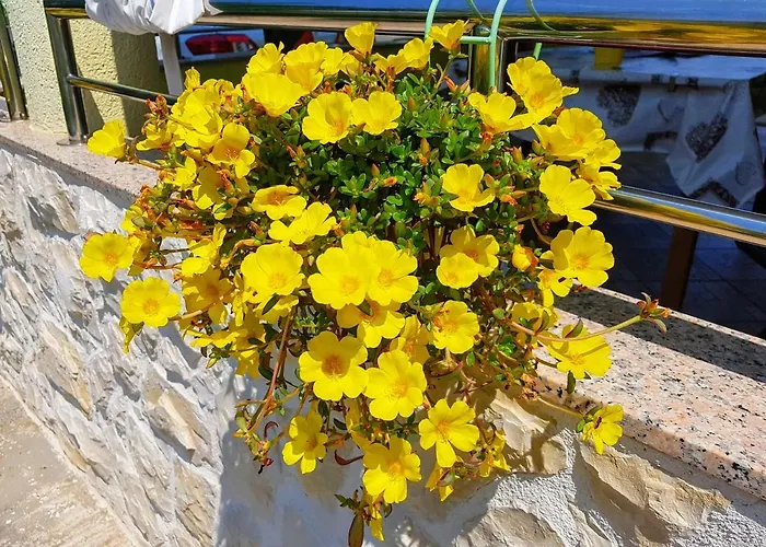 索德因公寓 普利拉卡